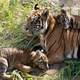 Image for article titled Animals Have Learned to Manipulate the Genetic Lottery